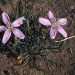 Lygodesmia grandiflora Flor