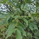 Fraxinus ornus Leaf