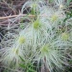 Clematis cirrhosaFlower