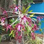 Laelia lueddemannii Cvet