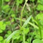 Silene apetala Likasa