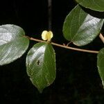 Gouania hypoglauca Flower