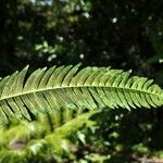 Cyathea borbonica Leaf