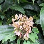 Hedychium flavescens Blomma