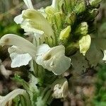 Pedicularis comosa Flor