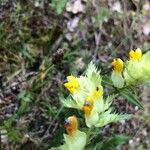 Rhinanthus pumilus Kwiat