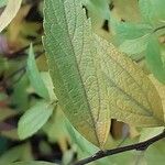 Spiraea cantoniensis ഇല