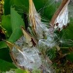 Asclepias curassavica Fruit