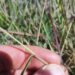 Eragrostis elongata Habitat