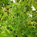 Jasminum fluminense 整株植物