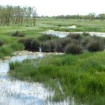 Juncus acutus Лист