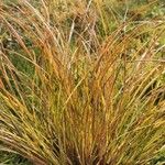 Carex testacea List