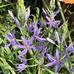 Camassia leichtlinii Flor