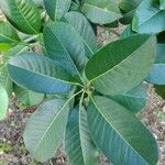 Esenbeckia leiocarpa Leaf