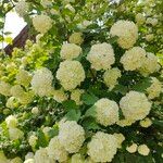 Viburnum macrocephalum Blüte