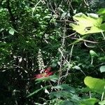 Calliandra grandifolia