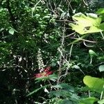 Calliandra grandifolia Flor