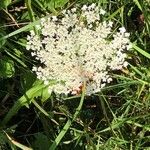 Daucus carota ফুল