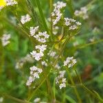 Valerianella dentata 花