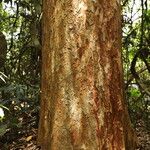 Pericopsis elata Corteccia