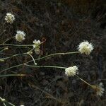 Eriogonum nudum Habitat