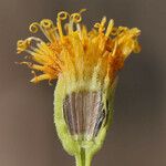 Pericome caudata Flower