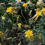 Aquilegia chrysantha Blüte