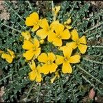 Morisia monanthos Hábito