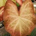 Caladium bicolor Leaf