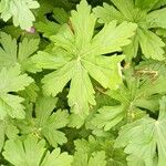 Geranium aculeolatum Leaf