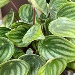 Peperomia argyreia Лист