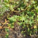 Rumex roseus Hoja