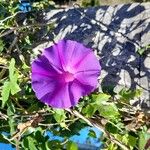 Ipomoea indica花