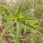 Bassia scoparia Leaf