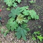 Tetrapanax papyrifer Blad