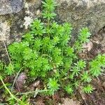 Galium mollugo 葉