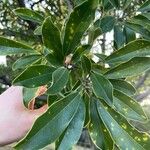 Ilex rotunda Leaf