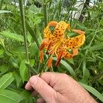 Lilium michiganense Fleur