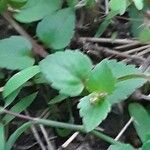 Torenia crustacea Folha