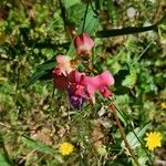 Lathyrus sylvestris Λουλούδι