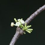 Pleiocarpa pycnantha Flower