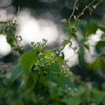 Mikania scandens Flower