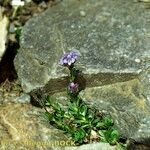 Veronica nummularia Plante entière