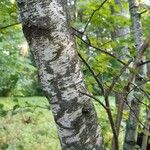 Betula populifolia বাকল