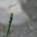 Euphorbia bosseri Кветка
