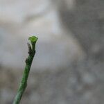 Euphorbia platyclada Flor
