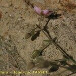Rhodalsine geniculata Kwiat
