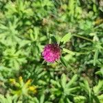 Trifolium alpestre 花