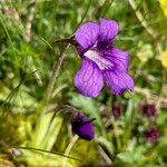 Pinguicula grandiflora Fula