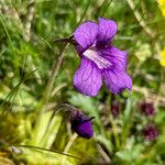 Pinguicula grandiflora Flor